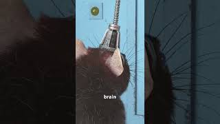 This Experiment Linked Two Rat Brains 😮