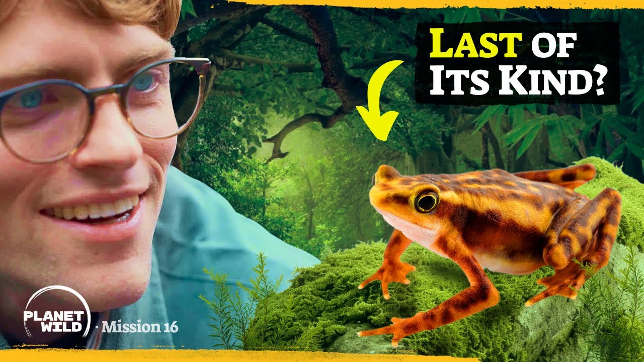 Searching for the world’s lost frogs