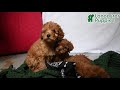 Toy Poodle dogs for sale: Flora    - Video 1