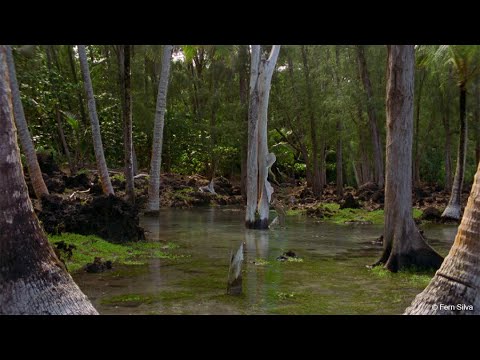 afbeelding Rock Bottom Riser | Official Trailer | Berlinale 2021