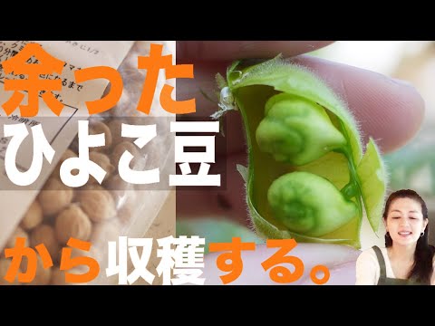 ひよこ豆 植物