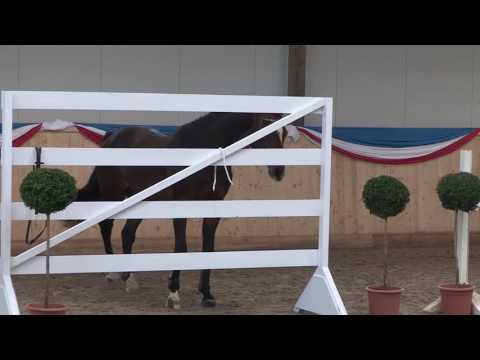 Hengstpräsentation 2017 - Acodetto beim Freispringen