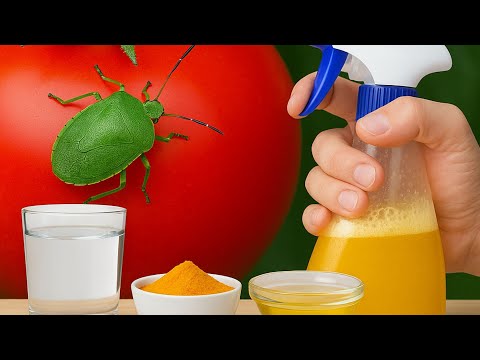 Is the Green Stink Bug Ruining Your Tomatoes? Here’s the Natural Fix! 💥