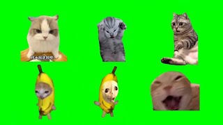 Download lagu kumpulan green screen meme kucing #fyp #memekucing #cat #memes #viral #ngakak #greenscreen #kucing mp3