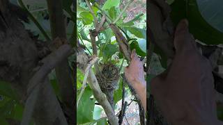 Download lagu Check the bird's nest again, what bird is this? #beutybirds #birds #naturesvoice #wildlife #nest mp3 Download lagu Check the bird's nest again, what bird is this? #beutybirds #birds #naturesvoice #wildlife #nest mp3