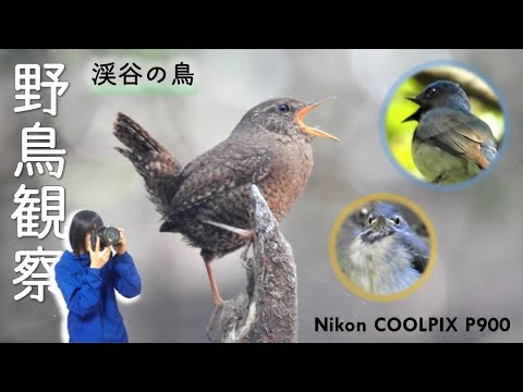 Malurus elegans、雄の標本