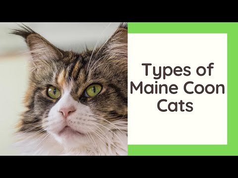 Types Of Maine Coon Cats