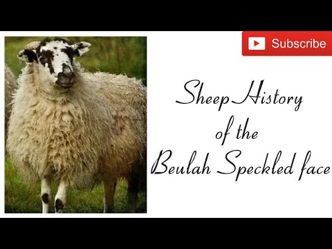 , title : '#sheephistory #sheep #history Sheep History of the Beulah Speckled Face'
