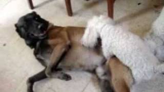 preview picture of video 'Le Quedo grande para el Chiquito. Gay Dog Love'