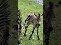 Meet Disney S Newborn Zebra 6 14 Animal Kingdom Kilimanjaro Safari Please Subscribe 4k Baby Shorts