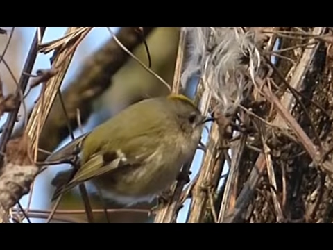 Ptice Hrvatske - Zlatoglavi kraljić (Regulus regulus) (Birds of Croatia - Goldcrest) (2/2)