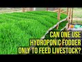 Can One Use Hydroponic Fodder Only To Feed Livestock