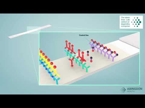 See how a lateral flow immunoassay works