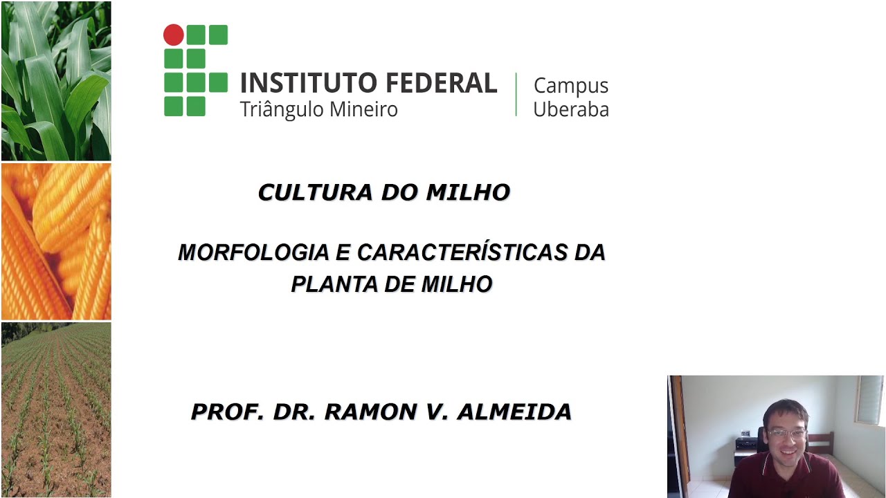 Milho - Morfologia e Características.