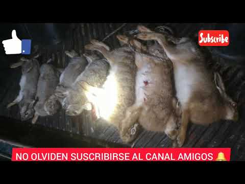 Caza de conejos y liebres con rifles pcp pr900 y p15!!trehuaco, bio bio, Chile