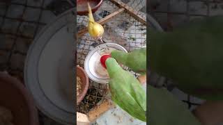 Download lagu Birds Mango #live mp3 Download lagu Birds Mango #live mp3