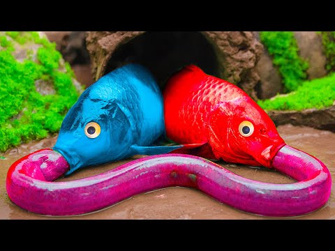 Red Koi And Green Carp Hunt Eel For Gift - Stop Motion Fish - Funny Mukbang ASMR in Mud - Coco