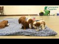 Cavapoo dogs for sale: Finley - Video 1