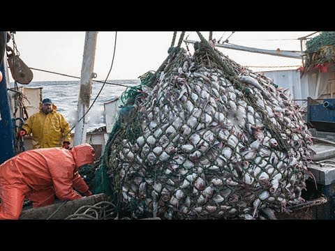 Big Catch Fishing in The Deep Sea With Big Boat - Amazing Fish  Processing Line