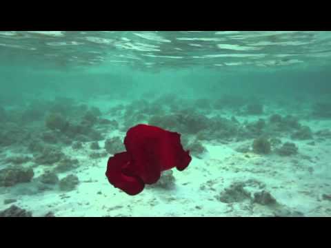 Испанский Танцор