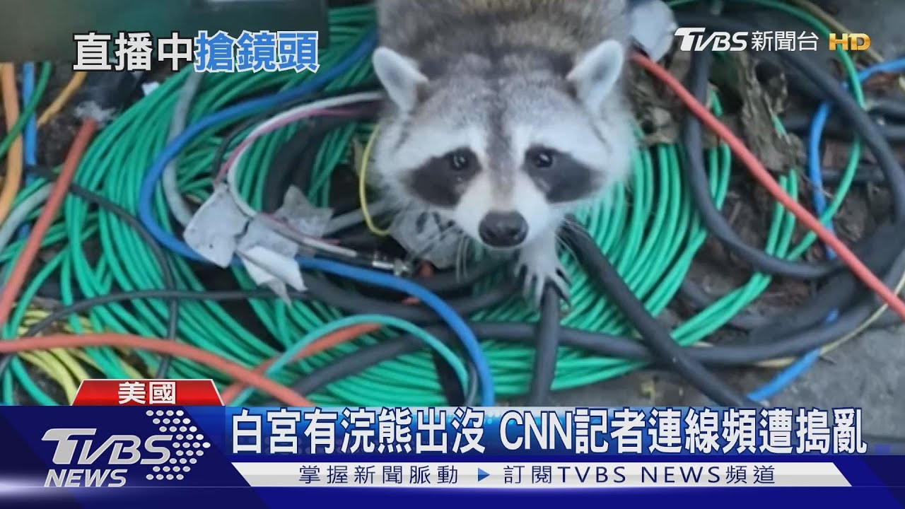 白宮有浣熊出沒　CNN記者連線頻遭搗亂
