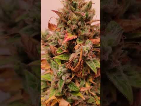 Airborne G13 x SSGH Dominion Seed Company Cannabis Indoor grow  Green Planet Nutrients Dominion Seed