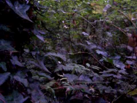 SAR Dog Find Failing to Alert