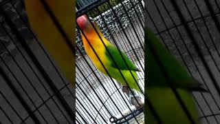 Download lagu Love bird Full isian kapas tembak, cililin,cak jenggot. mp3 Download lagu Love bird Full isian kapas tembak, cililin,cak jenggot. mp3