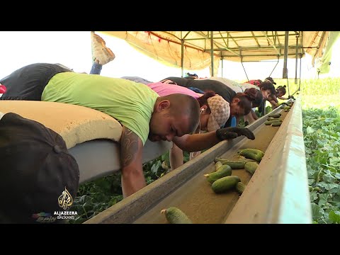 Srbiji nedostaje sezonskih radnika, naročito u poljoprivredi