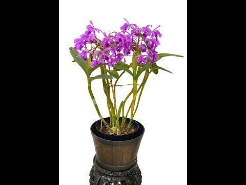 Blooms from Aug to Oct 2024