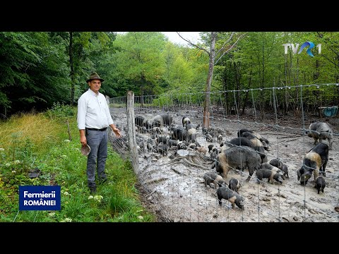 , title : 'Lorand Țăpuc, fermierul care a investit în cele mai vechi rase românești'