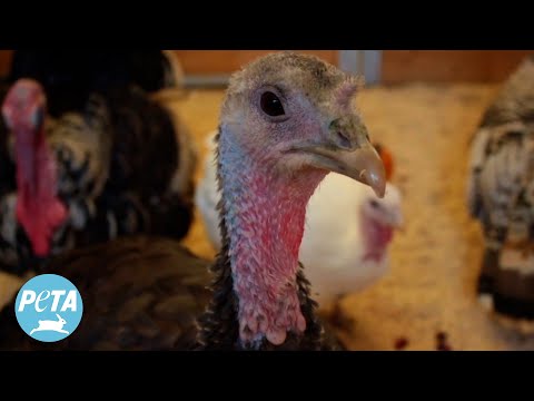 The Only Way to Stuff a Turkey 🦃🍽️