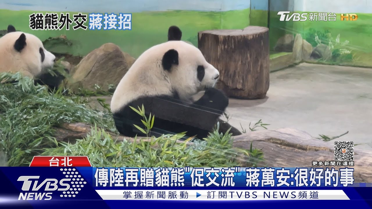 傳陸再贈貓熊「促交流」 蔣萬安:很好的事