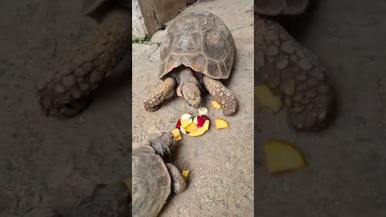 Minha Riqueza de Deus Animais cuido com muito Amor e Carinho