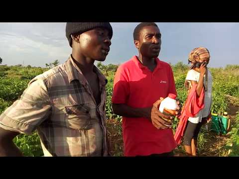 Reportage ABC Grower — hors-sol accessible
