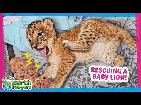 This Baby Lion Doesn’t Know How to Be a Lion | Earth Rangers