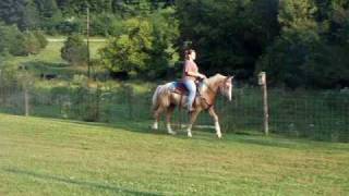 preview picture of video 'B-I-G Flashy Palomino trail Gelding $2800'