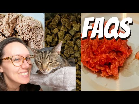 All of your cat food questions answered here