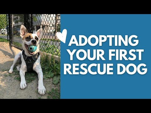 YouTube video about: Why do you want to adopt a dog answer?