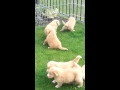 Puppy Play