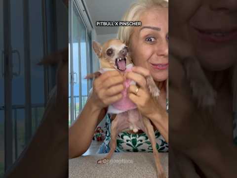 PITBULL X PINSCHER #pets #dog #pitbull