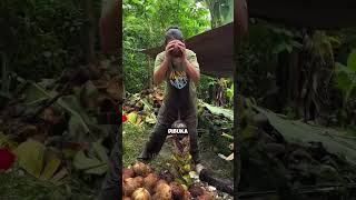 Download lagu Cara Petani Olah Kelapa Jadi Kopra Berkualitas! 🥥✨ ini?#pertanian #kelapa #kopra #shortvideo mp3 Download lagu Cara Petani Olah Kelapa Jadi Kopra Berkualitas! 🥥✨ ini?#pertanian #kelapa #kopra #shortvideo mp3