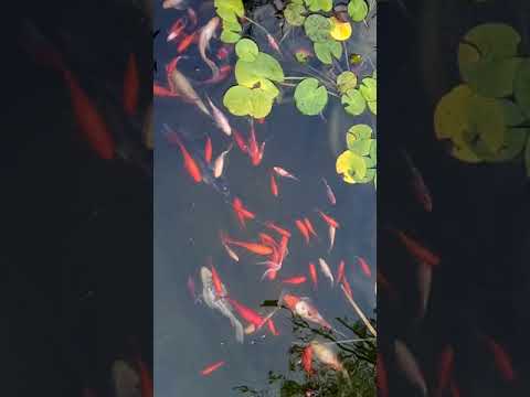 Pensiunea Ana Cristina Sighisoara