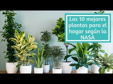 17 Plantas Ornamentales del Ecuador: nombres y características - Foros