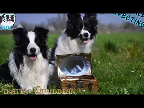 Nando & Sky Pregnancy confirmed!!