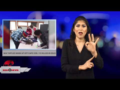 Sea turtles wash up off Cape Cod, 173 killed in cold (ASL - 11.24.18)