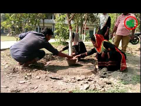 রিং পদ্ধতিতে ফল গাছের সার ব্যবস্থাপনা