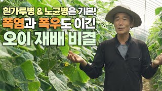 흰가루병 노균병은 기본! 폭염도 이겨낸 오이 재배 비결 딱 한가지만 기억하세요