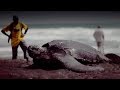 Protecting Leatherbacks By Educating Dominica S Children Blue Planet II Behind The Scenes