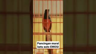 Download lagu Pancingan murai batu AUTO EMOSI, bikin murai lain ngamuk dan bongkar isian. mp3